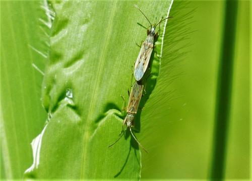 Réf. 212 309 : Paromius gracilis
